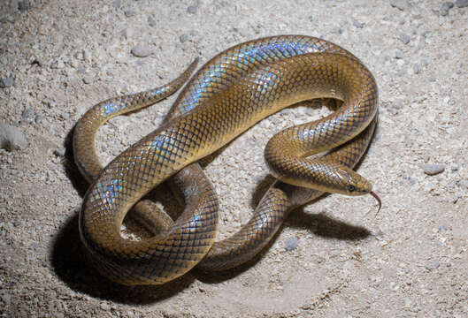 Image of Paraphimophis Zaher, Grazziotin, Murphy, Scrocchi, Altamirano Benavides, Zhang & Bonatto 2012