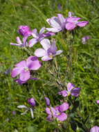 Image of Linum hypericifolium Salisb.