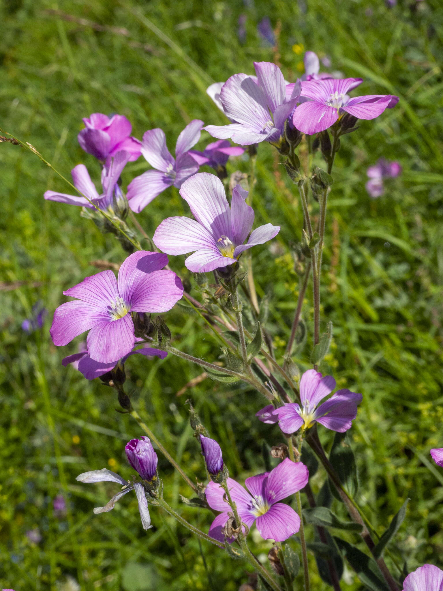 Linum hypericifolium Salisb. resmi