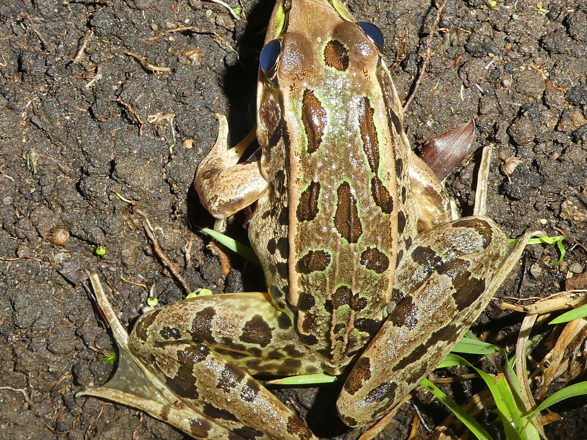 Sivun Lithobates taylori (Smith 1959) kuva