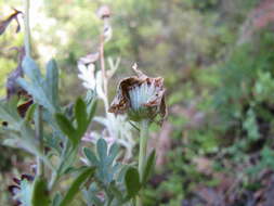 Image of Lidbeckia pectinata Berg.