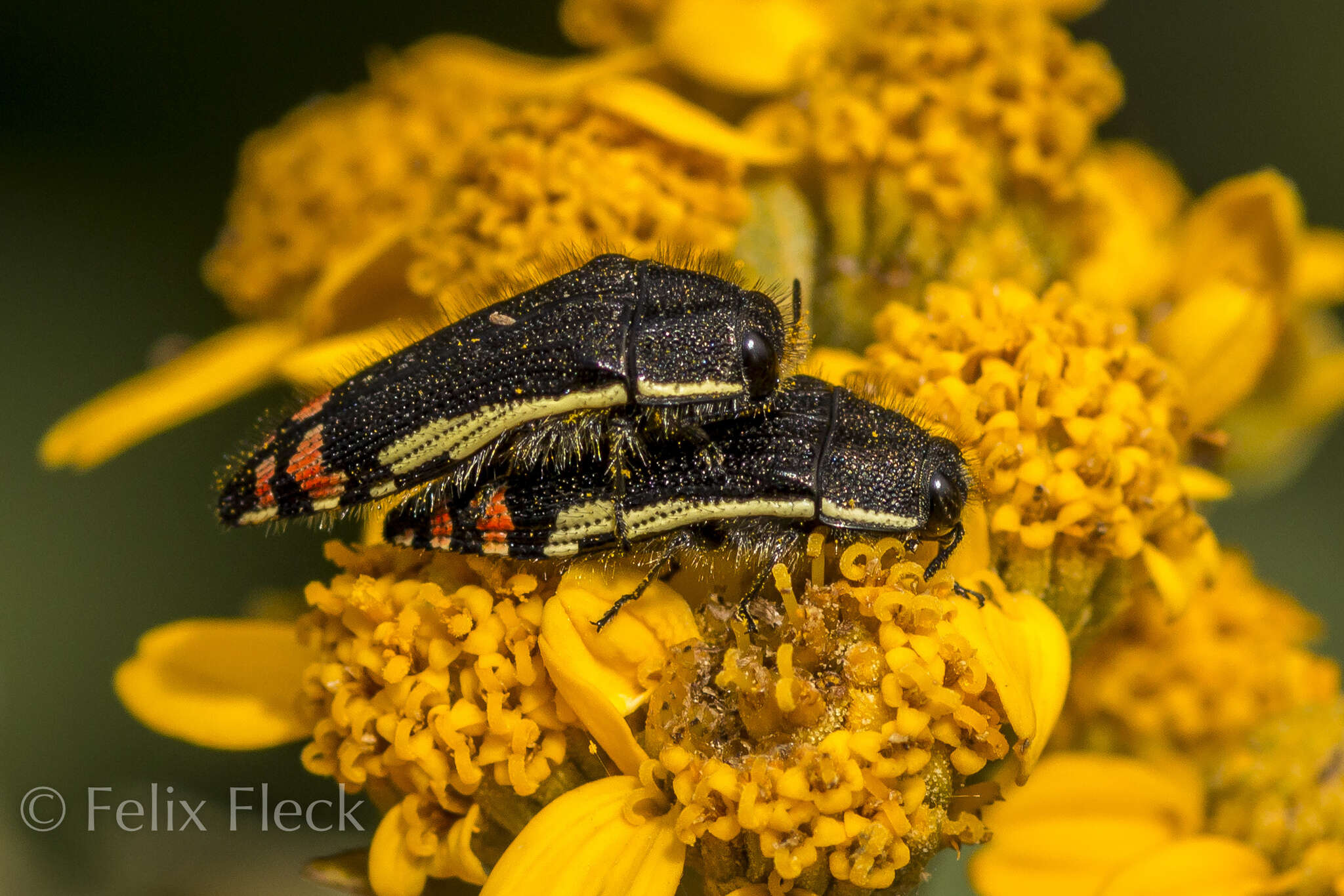 Imagem de Acmaeodera flavomarginata (Gray 1832)