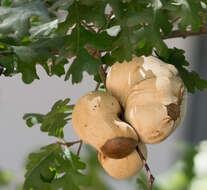 Image of California Gall Wasp