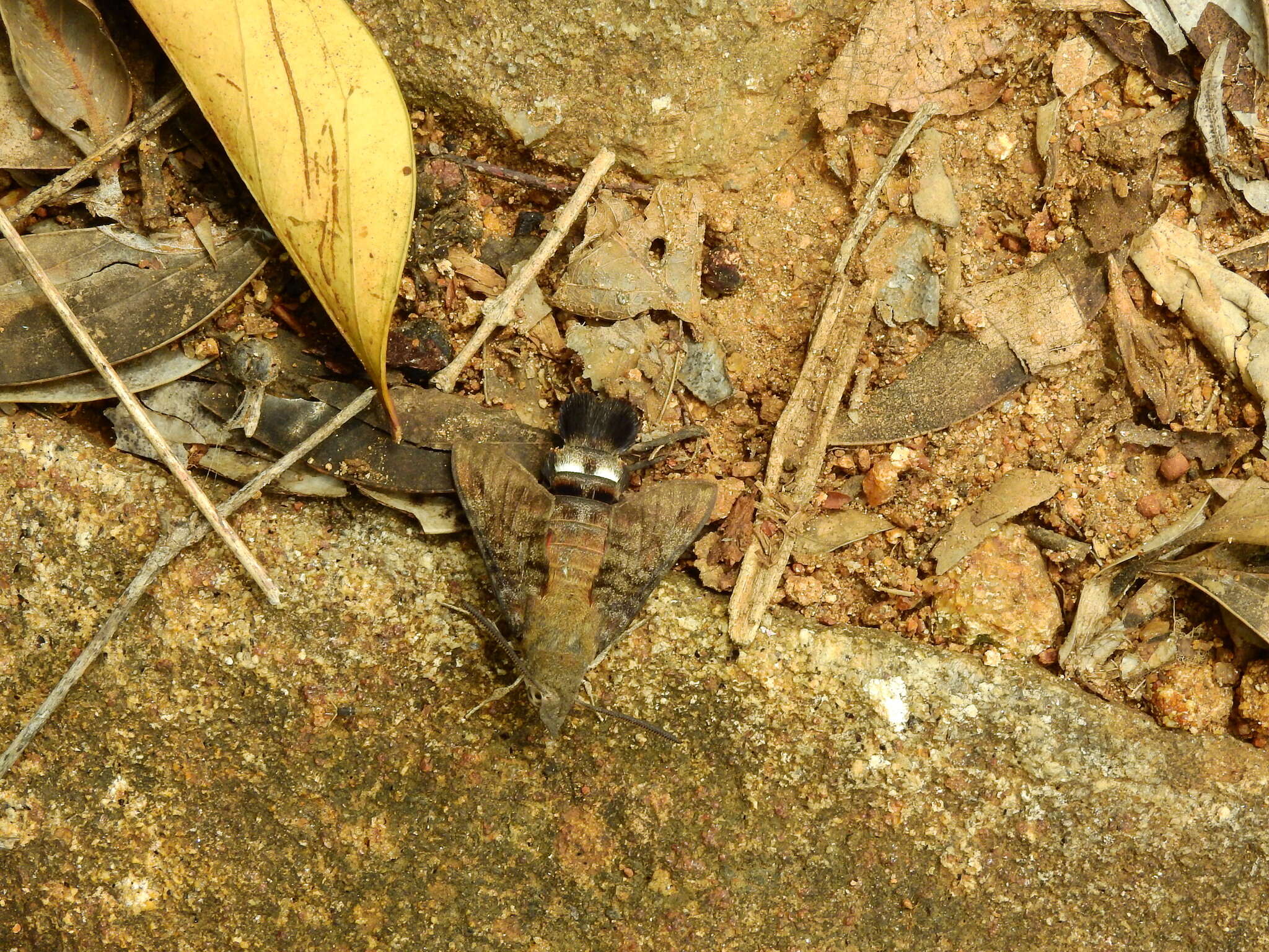 Image of Macroglossum gyrans Walker 1856