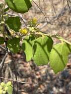 Image of Asegaai wood