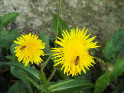 Image of Common Banded Hoverfly