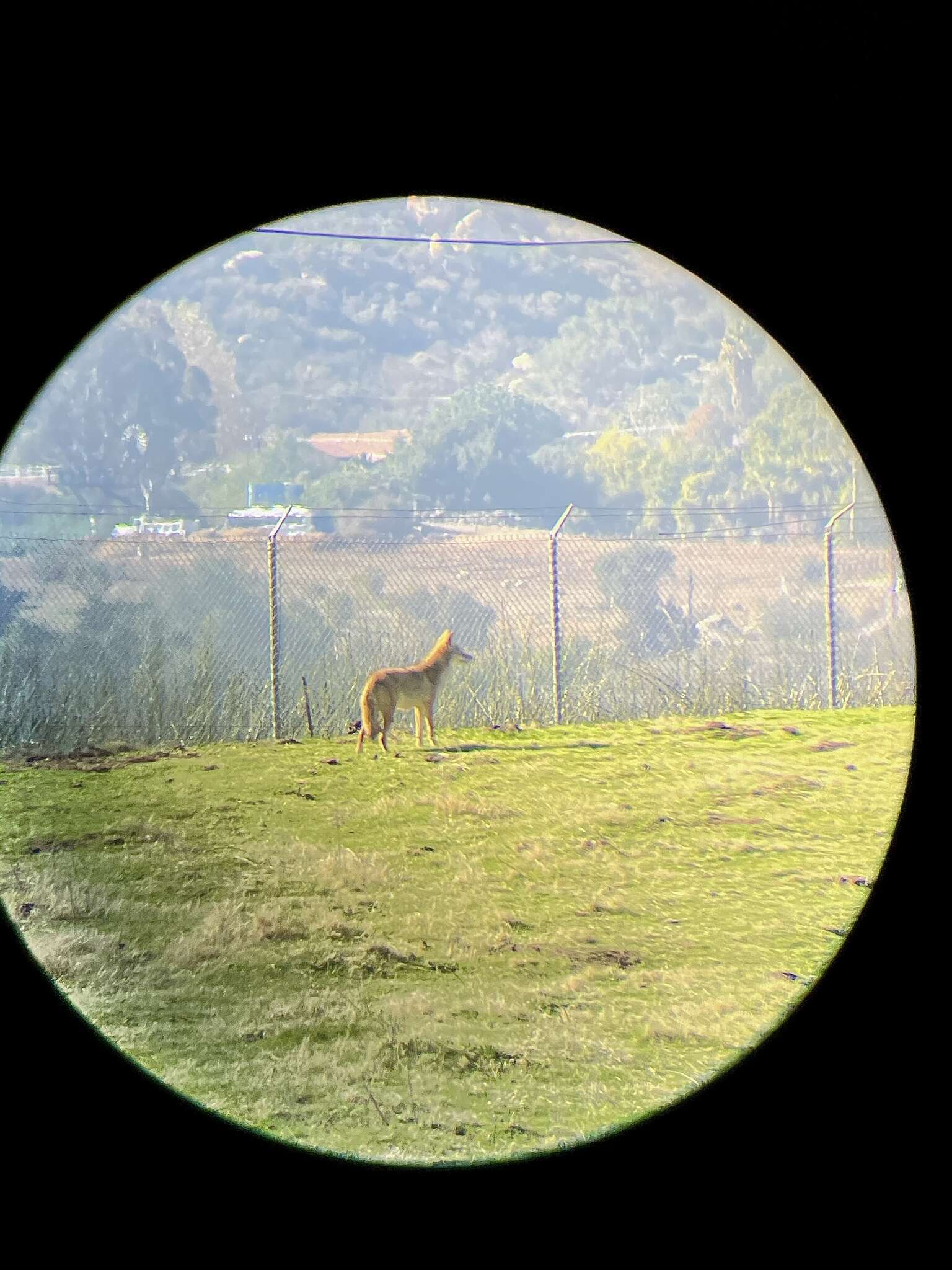 Sivun Canis latrans clepticus Elliot 1903 kuva