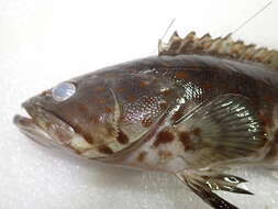 Image of Estuary Cod