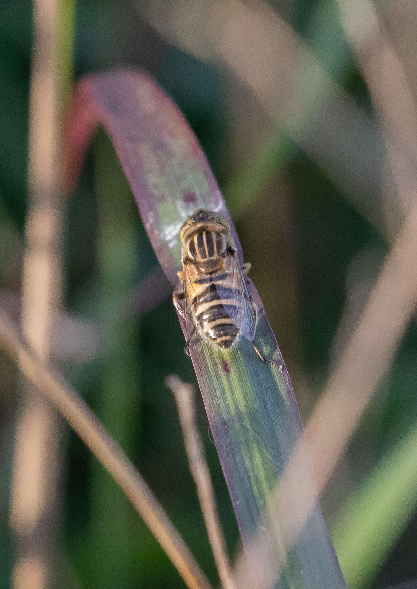 صورة Eristalinus megacephalus (Rossi 1794)