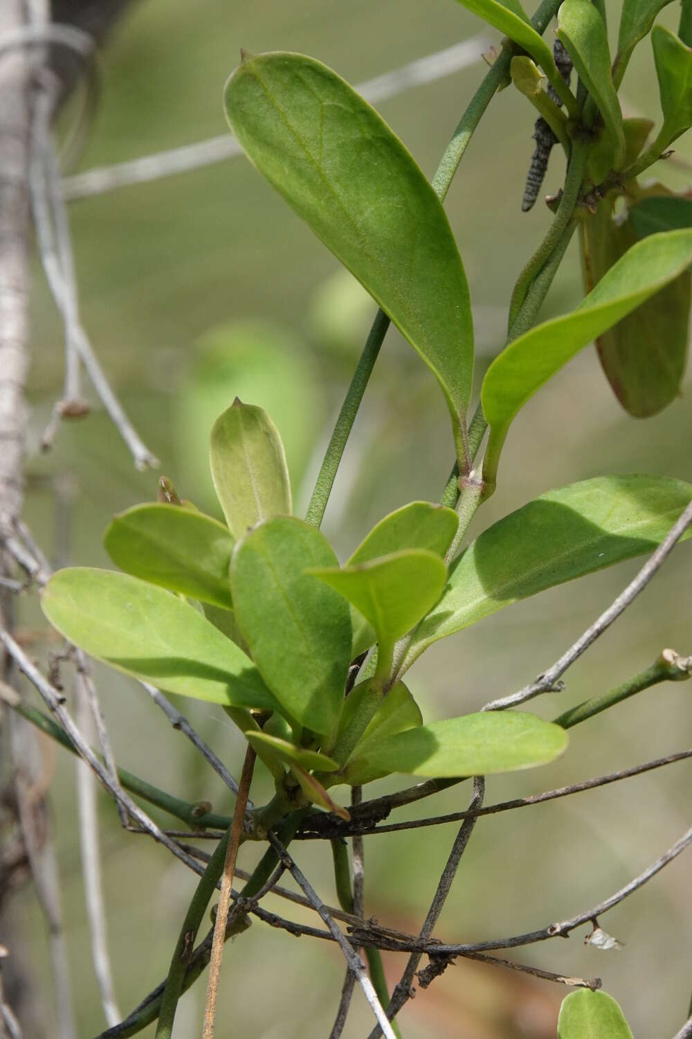 Image de Vincetoxicum carnosum (R. Br.) Benth.