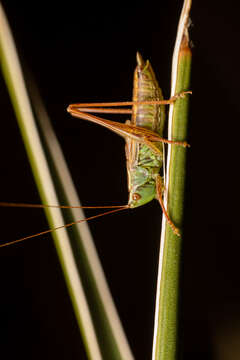 Image of Prairie Meadow Katydid