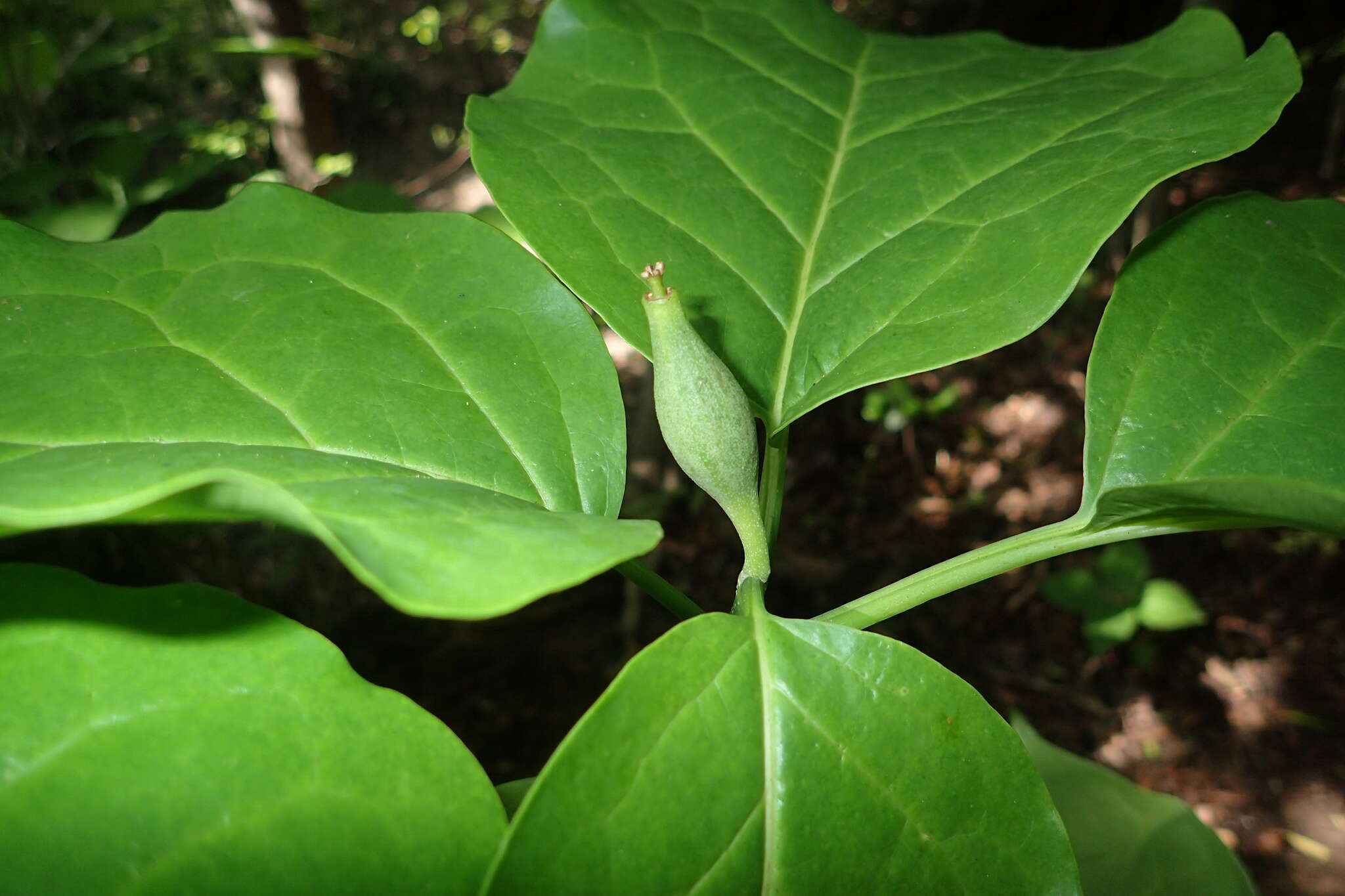 Image of Grevea madagascariensis Baill.