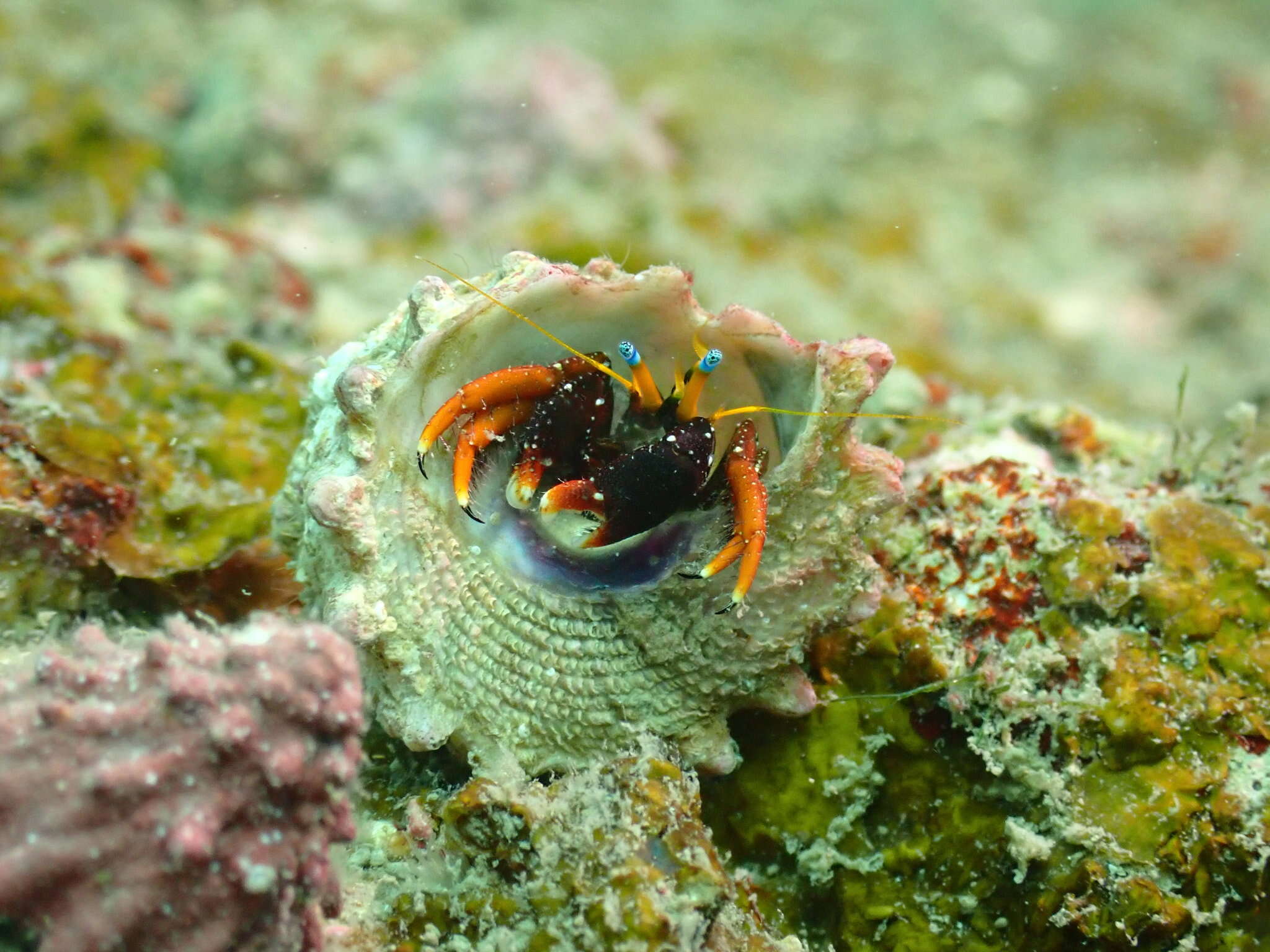 Image of Blue eyed orange hermit crab