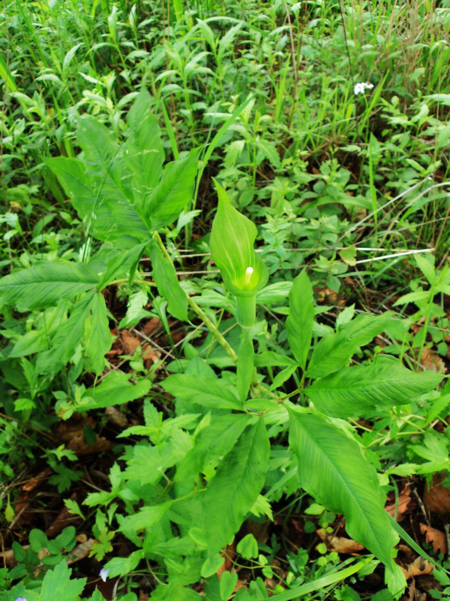 Arisaema serratum var. serratum的圖片