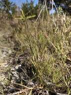 Image of puffsheath dropseed