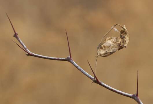 Image of Ziziphus jujuba var. spinosa (Bunge) Hu ex H. F. Chow