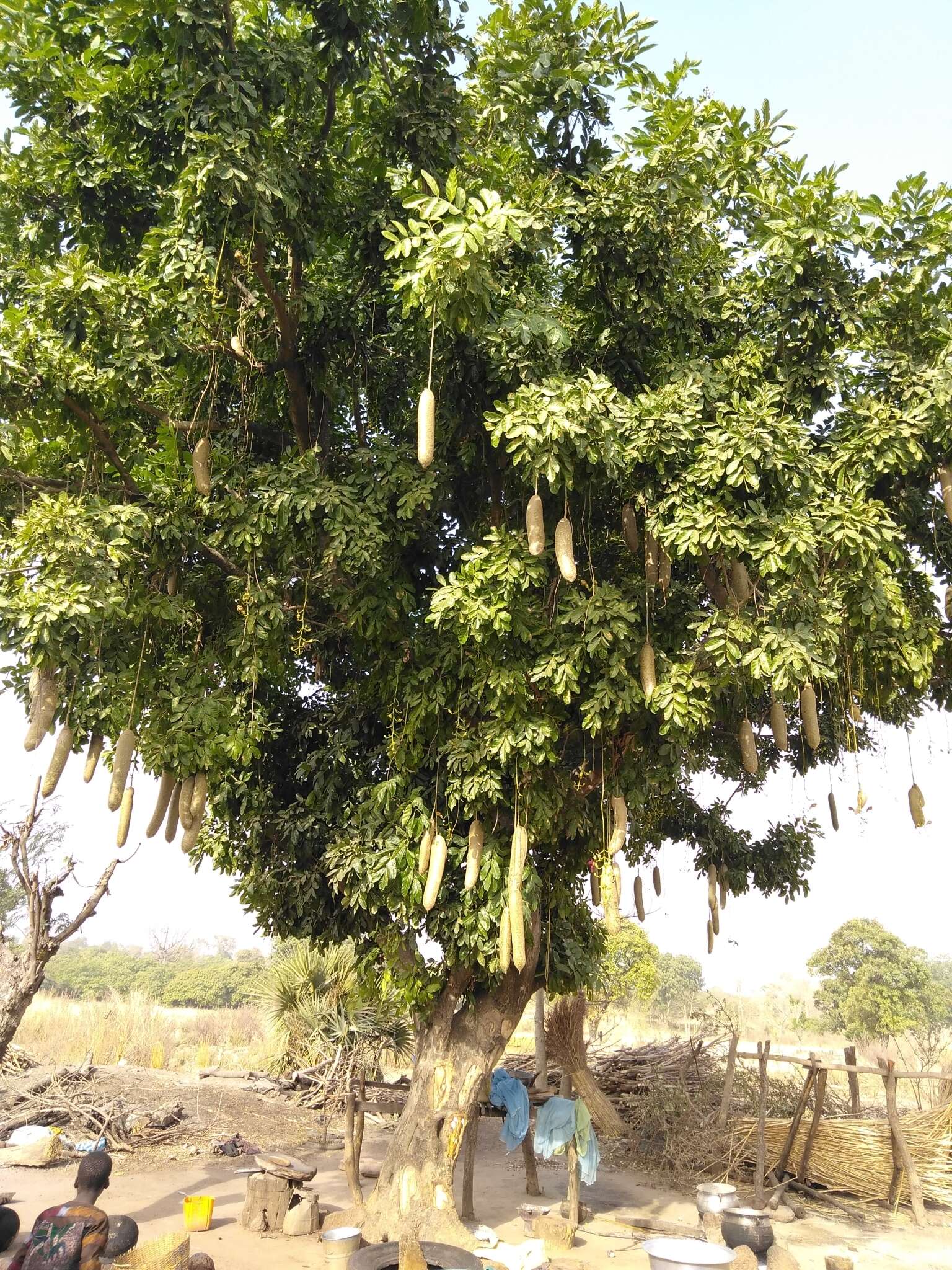 Image of Kigelia africana subsp. africana