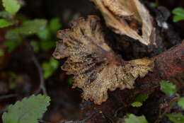 Image de Polyporus nigrocristatus E. Horak & Ryvarden 1984