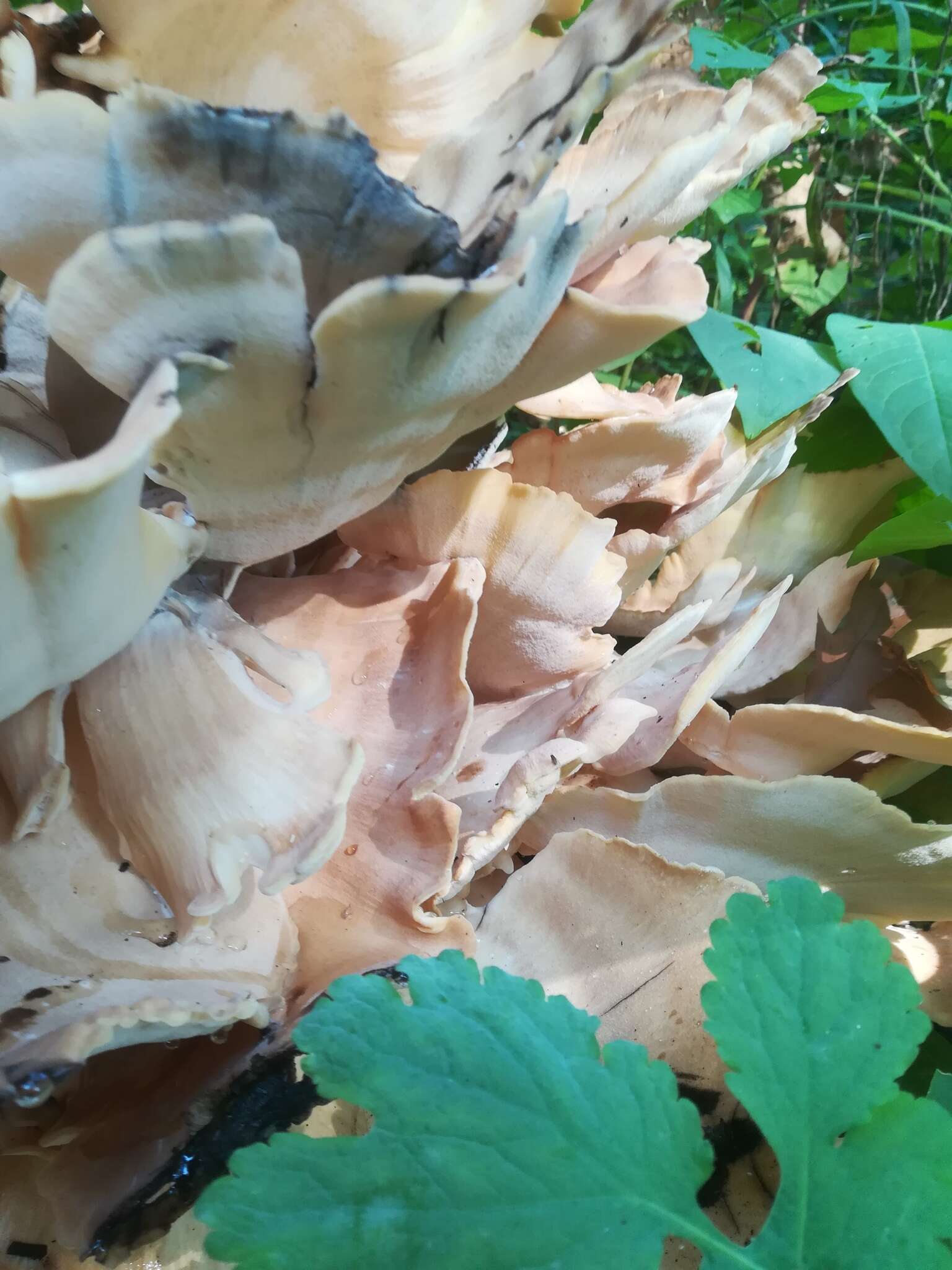 Image de Polypore géant