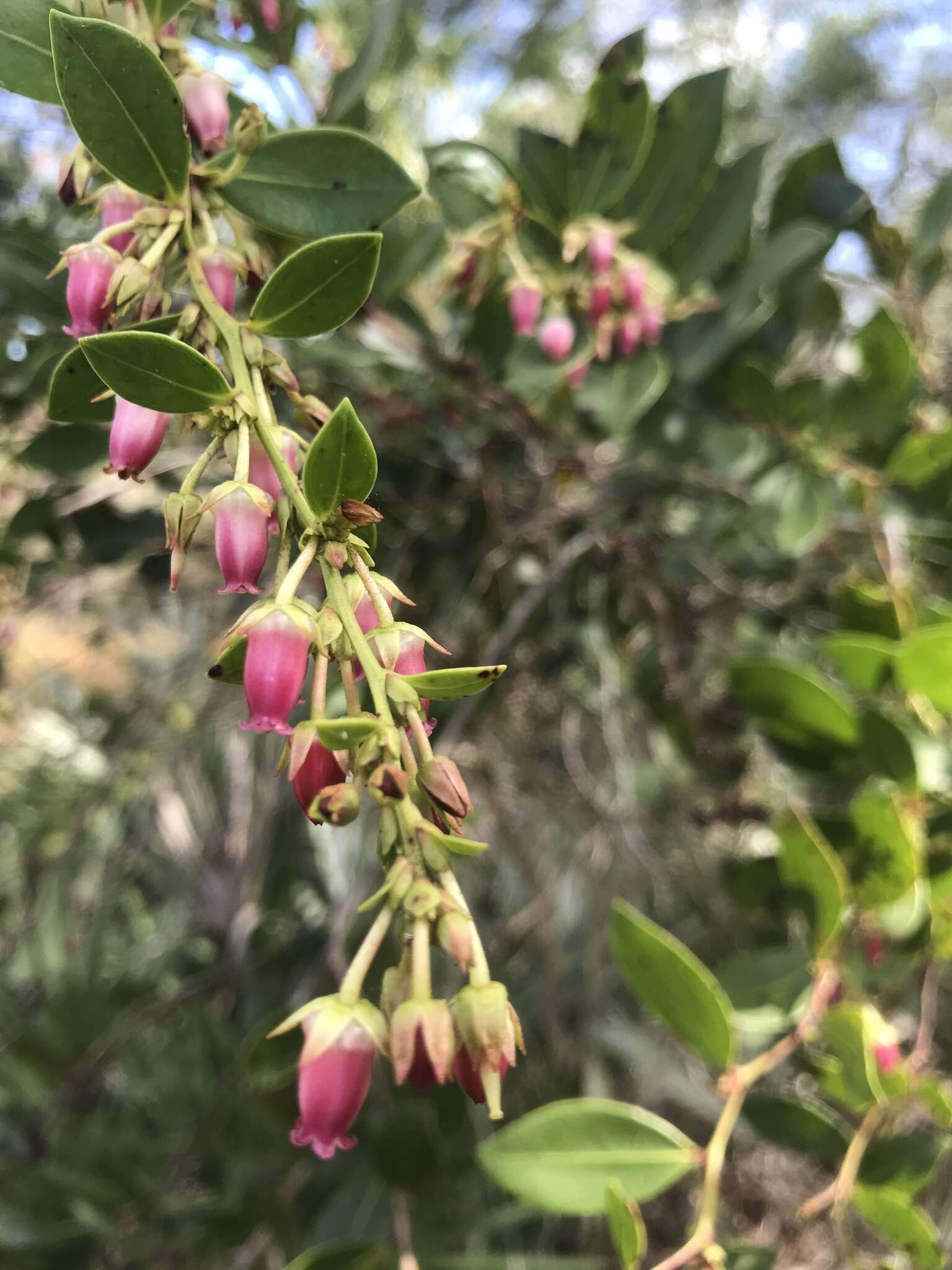 Lyonia lucida (Lam.) C. Koch resmi