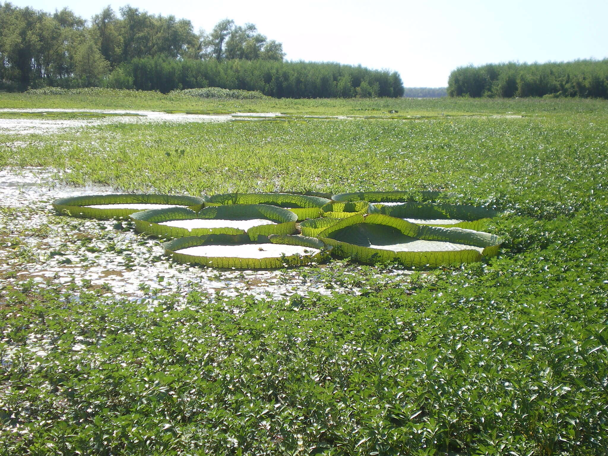 Image of Santa Cruz water-lily