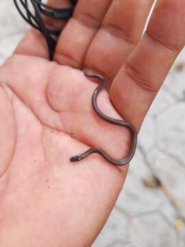 Image of Striped Centipede Snake