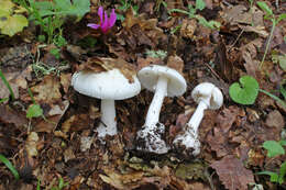 Image of Fool's Mushroom