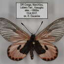 Image of Acraea eltringhami Joicey & Talbot 1921