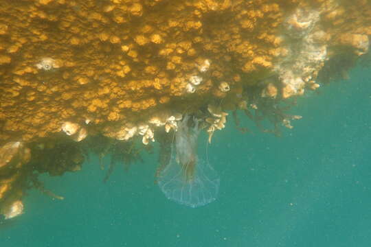 Image of Box Fire Coral