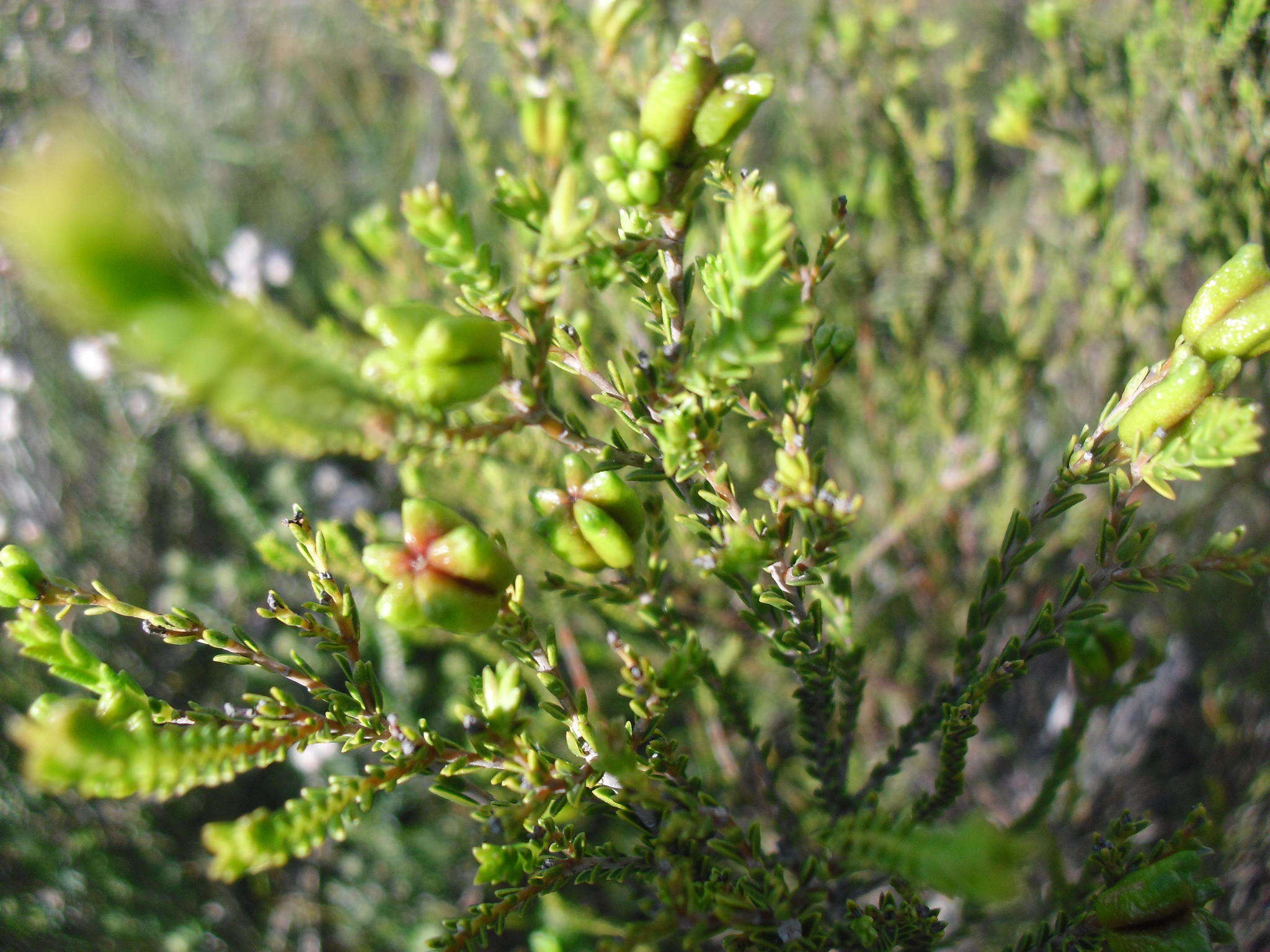 Image of Diosma oppositifolia L.