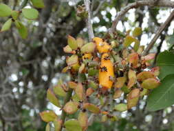 Image of Pereskiopsis porteri (Brandegee ex F. A. C. Weber) Britton & Rose