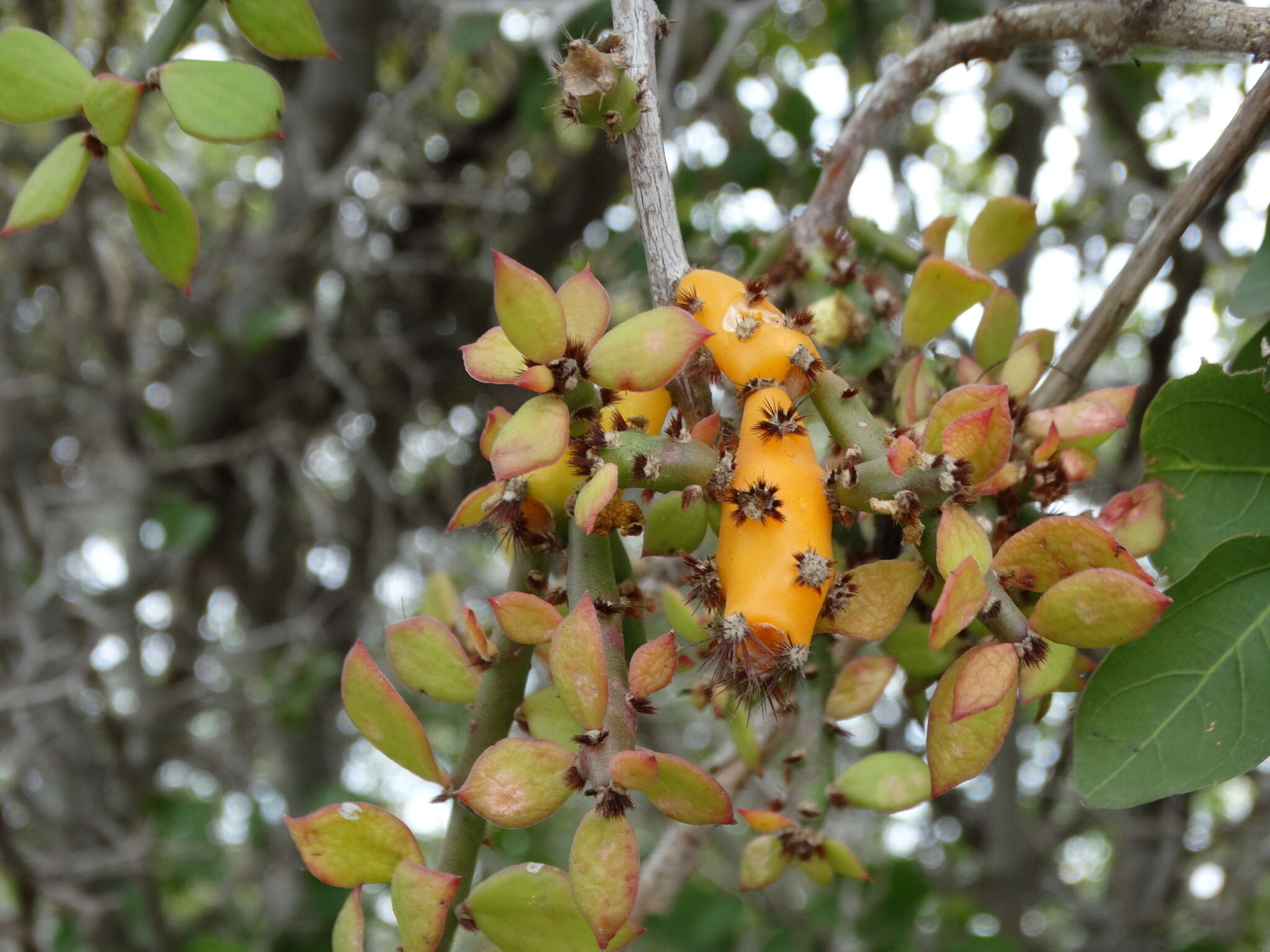 Image of Pereskiopsis porteri (Brandegee ex F. A. C. Weber) Britton & Rose