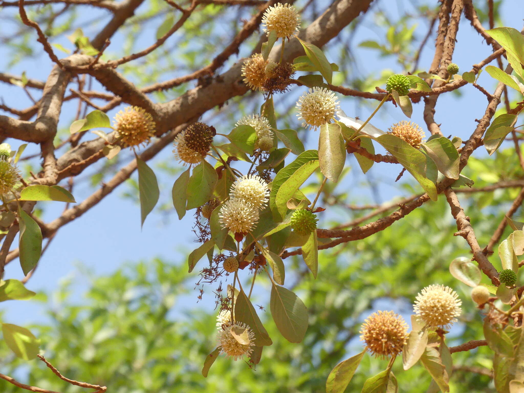 Image of Mitragyna parvifolia (Roxb.) Korth.