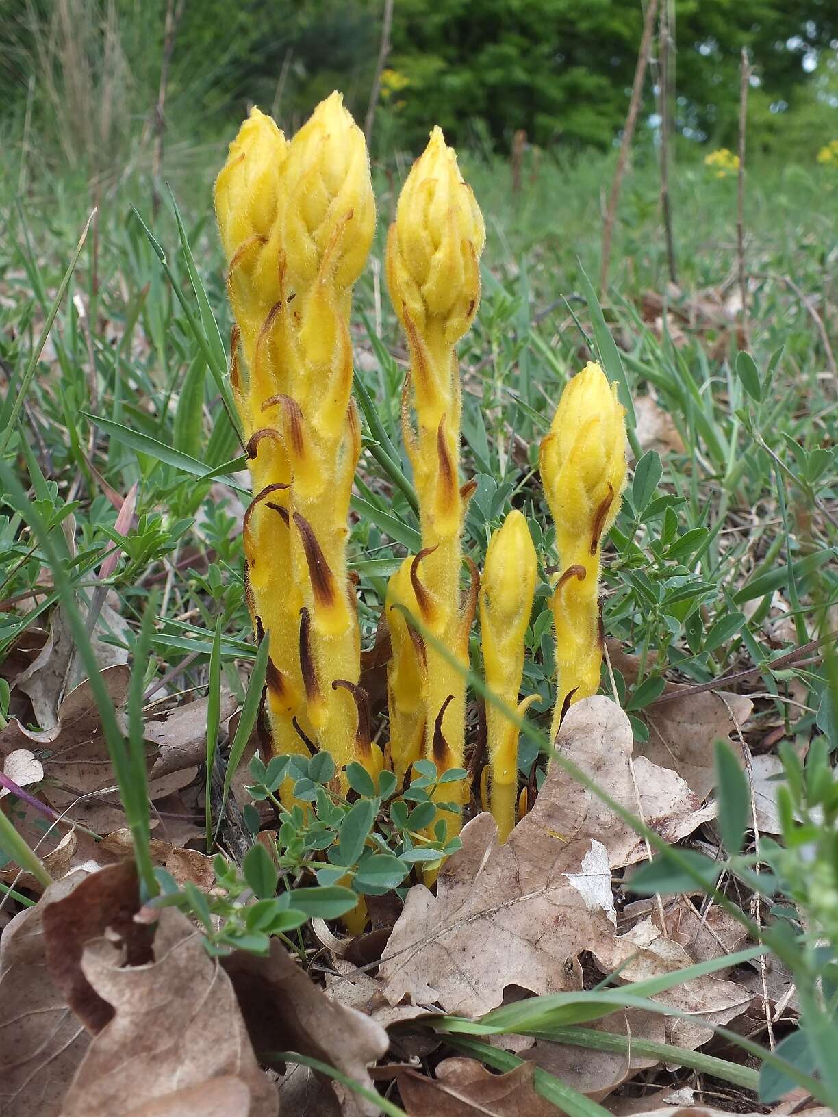 Imagem de Orobanche lutea Baumg.