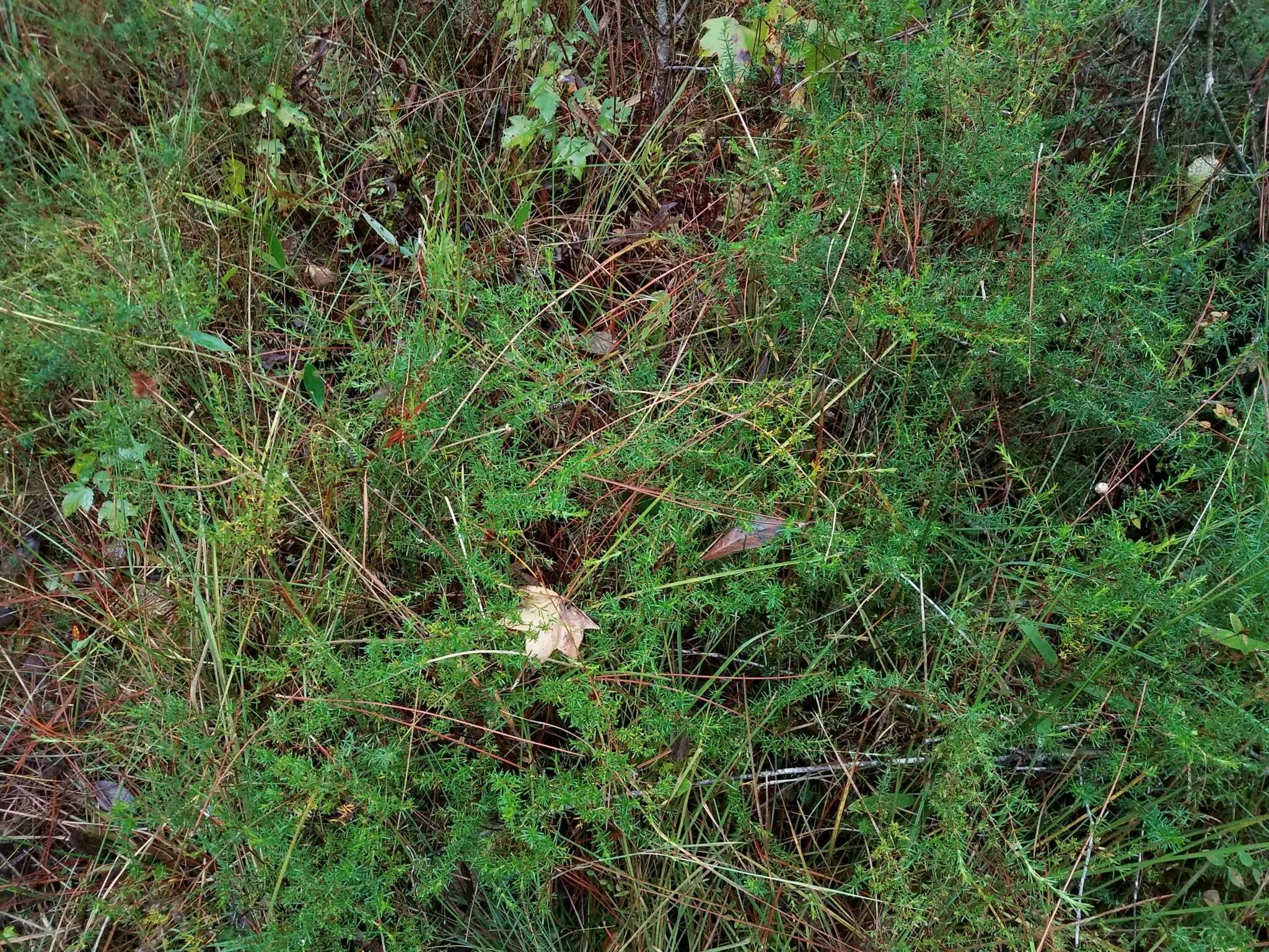 Imagem de Hypericum nitidum Lam.