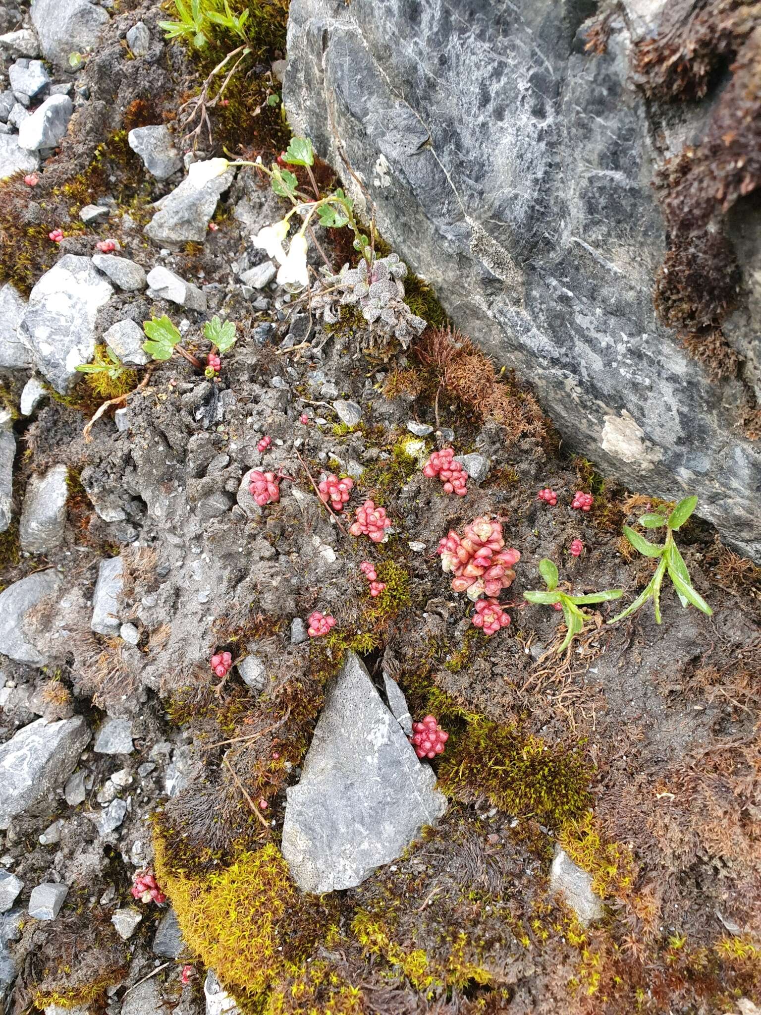 Слика од Sedum atratum L.