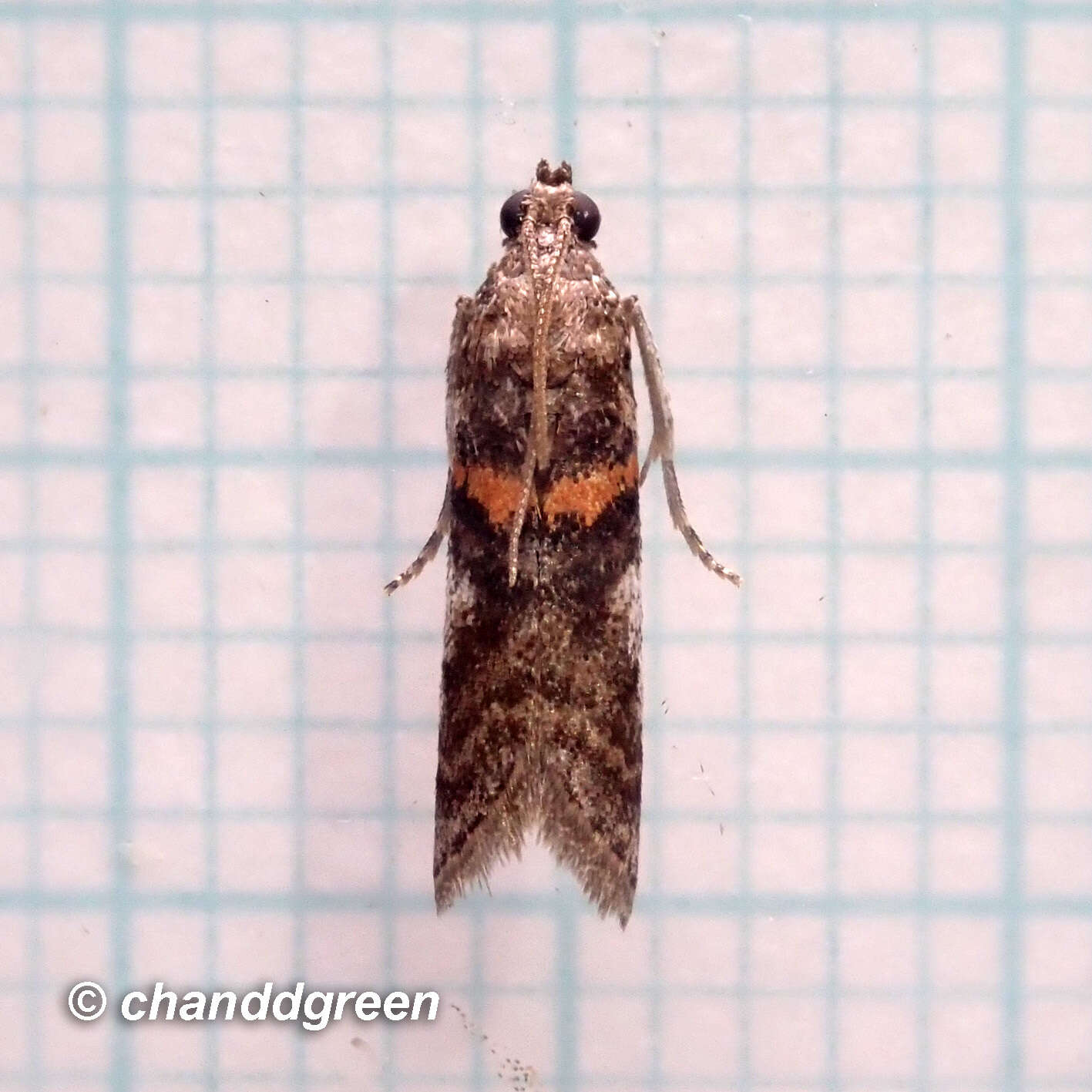 Image of Acrobasis encaustella Ragonot 1893