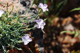 Image of Dianthus furcatus Balbis