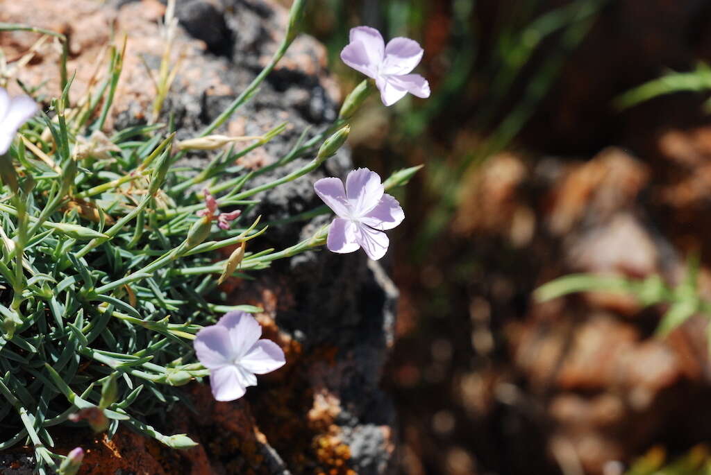 Image of Dianthus furcatus subsp. gyspergerae (Rouy) Briq.