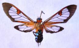 Image of Cosmosoma teuthras Walker 1854