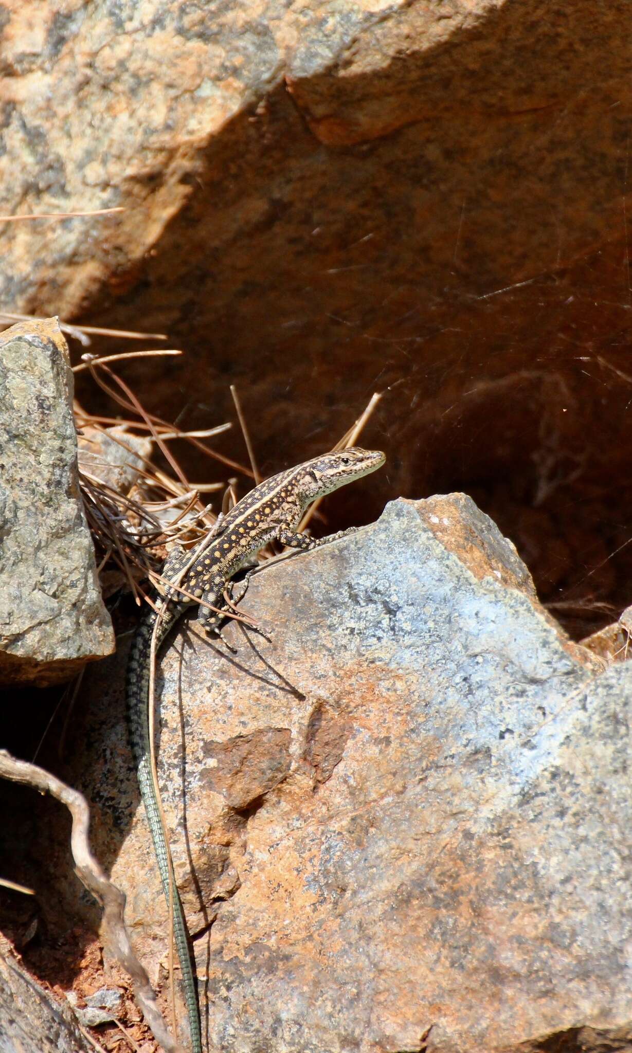 Image of Anatololacerta pelasgiana (Mertens 1959)