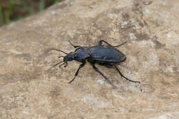 Carabus (Archicarabus) rossii Dejean 1826 resmi