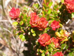 صورة Vaccinium stapfianum Sleum.