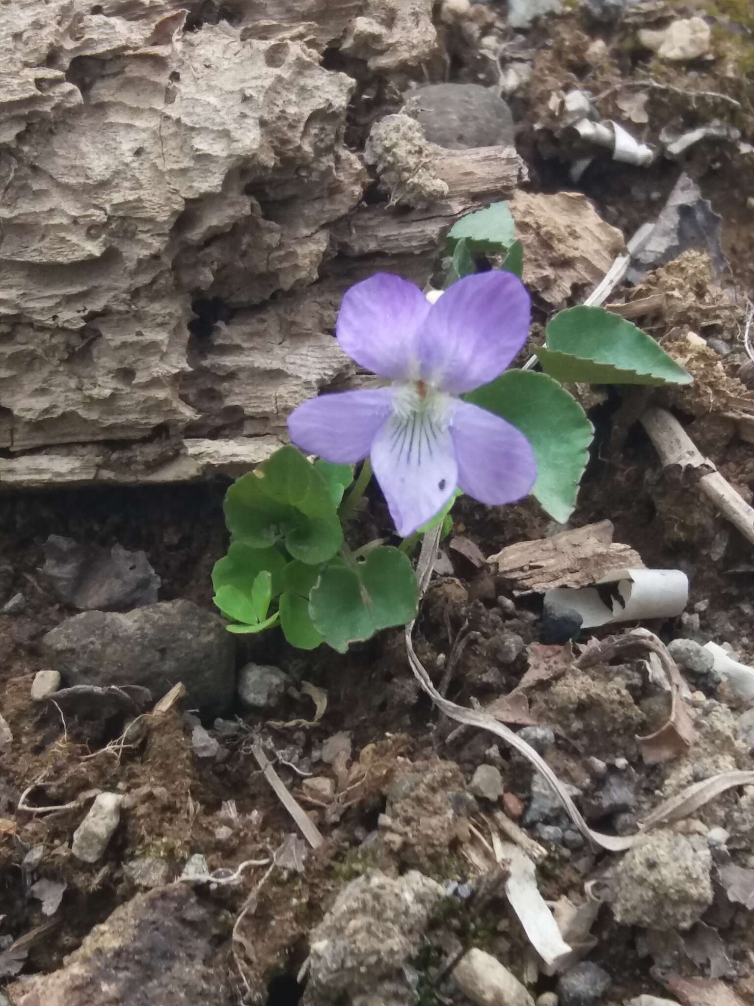 Image of Viola sacchalinensis H. Boiss.