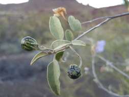 Image of Hinds' nightshade