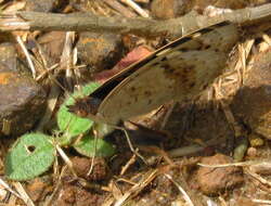 Слика од Junonia orithya madagascariensis Guenée 1872