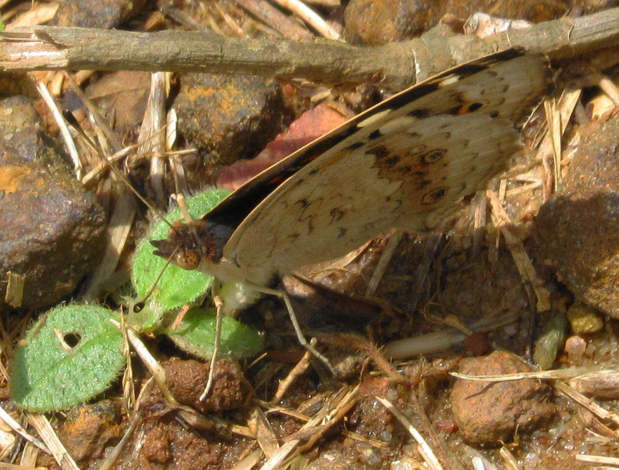 Слика од Junonia orithya madagascariensis Guenée 1872