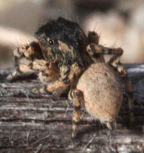 Image of Habronattus ustulatus (Griswold 1979)