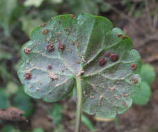 Image of Puccinia glechomatis DC. 1808