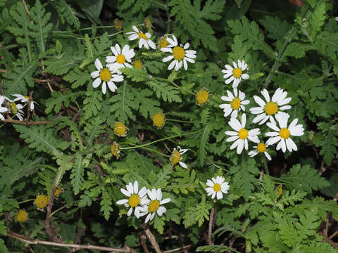 Image of Argyranthemum adauctum subsp. jacobiifolium